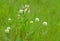 Flowers Trifolium montanum, the mountain clover on meadow
