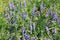 Flowers of tufted vetch & x28;Vicia cracca& x29;. Green meadow with blue flowers