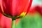 Flowers, Tulip