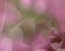 Flowers tulips on blurry pink-green background bokeh. Pink flowers tulips Floral collage. Flower composition.