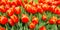 Flowers tulips in dutch park wallpaper background beautiful garden