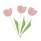 Flowers tulips line drawing, vector illustration