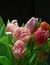 Flowers, tulips and pink in studio by dark background, blossom and peace or floral with greenery. Plant, petal and