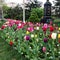 Flowers tulips spring