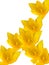 Flowers tulips yellow