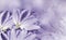 Flowers tulups on background white-violet. Light violet flowers tulups. floral background.  Flower composition.