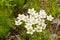 Flowers in the tundra