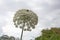 Flowers of umbellifer