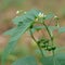 Flowers and unripe berries of Solanum nigrum