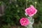 Flowers of unusual double pink poppies in the garden, bees and bumblebees gathering non-star.