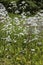 Flowers of Valeriana Officinalis or Valerian plant