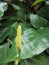 flowers vegetable garden green natural fresh closeup macro