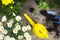 Flowers and vegetable with gardening tools outside the potting shed