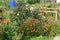 Flowers and vegetables in an allotment garden