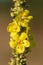 Flowers of the Verbascum phlomoides