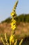 Flowers of the Verbascum phlomoides