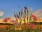 Flowers verbs and grass on meadow field at sunset nature landscape