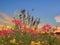 Flowers verbs and grass on meadow field at sunset nature landscape