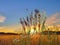 flowers  verbs and grass on wild meadow field at sunset nature landscape panorama banner