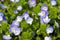 Flowers of Veronica persica, birdeye