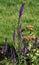 Flowers Veronica spicata