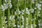 Flowers veronica spicata white icicle and bees close-up.