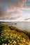 Flowers and view of Scripps Pier at sunset  in La Jolla, San Diego, California