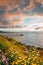 Flowers and view of Scripps Pier at sunset  in La Jolla, San Diego, California