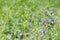 Flowers Vinca herbacea