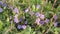 Flowers of Vinca minor or Lesser periwinkle in garden