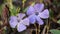 Flowers of Vinca minor or Lesser periwinkle in garden