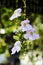 Flowers vine white purple with bushy beautiful on soft and blur background