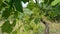 Flowers of vine and young leaves in a south italian vineyards