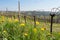 Flowers and vineyard