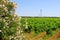 Flowers vineyards grape plantation landscape, Puglia, Italy