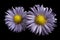 Flowers of violet daisies on black isolated background. Two chamomiles for design. View from above. Close-up.