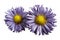 Flowers of violet daisies on white isolated background. Two chamomiles for design. View from above. Close-up.