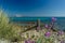 Flowers violet, Isuledda Beach, San Teodoro, Sardinia, Italy.