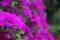 Flowers - Violet petunias