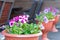 Flowers of violets in decorative vases on the street near the cafe.