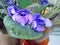 Flowers violets `Shirlâ€™s Purple Passion`. Flower stalks are strong and high, in shape correspond to pansies