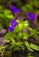 Flowers violets. Wood violets flowers close up.