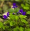 Flowers violets. Wood violets flowers close up. viola odorata. V