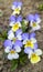 Flowers violets. Wood violets flowers close up. viola odorata. V