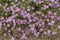 Flowers of Virgin`s Mantle Fagonia cretica.