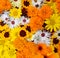 Flowers wall background with amazing orange marigolds, yellow and white field or wild flowers , Wedding decoration, hand made Beau