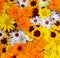 Flowers wall background with amazing orange marigolds, yellow and white field or wild flowers , Wedding decoration, hand made Beau