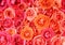 Flowers wall background with amazing roses1