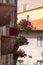 Flowers on a wall of an inhabited house