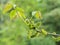 Flowers of walnut Juglans